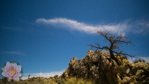 Joshua Tree Juniper Cloud