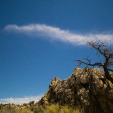 Joshua-Tree-Juniper-Cloud