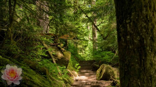 Steps-at-Iron-Creek-Falls.jpg