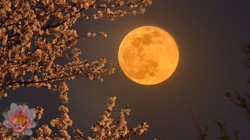 Worm Moon Cherry Blossom 1